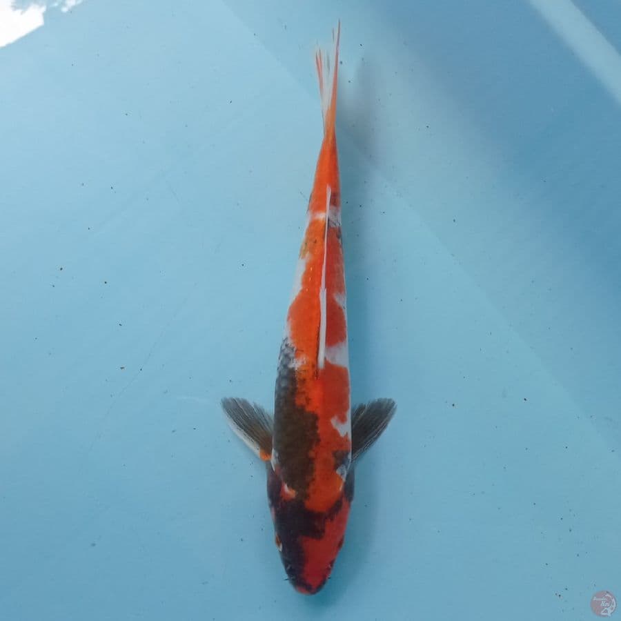 Showa sansoku 27 cm