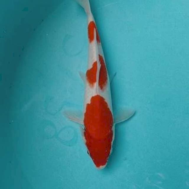 Kohaku 23 cm Blitar