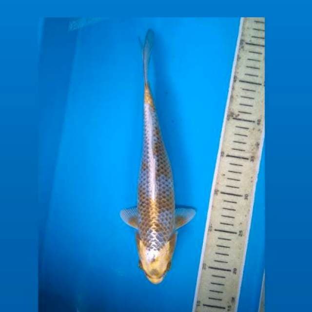 Kogane Ochiba 30Cm