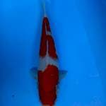 KOHAKU 30cm