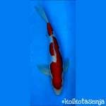 Kohaku Doitsu Joss