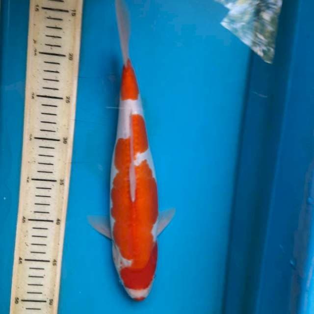 34cm Doitsu kohaku female