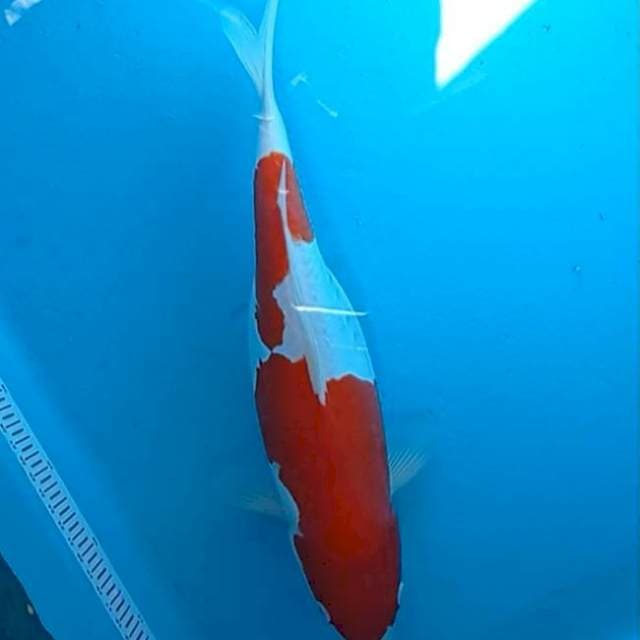 Kohaku Doits 39cm Ori Strong