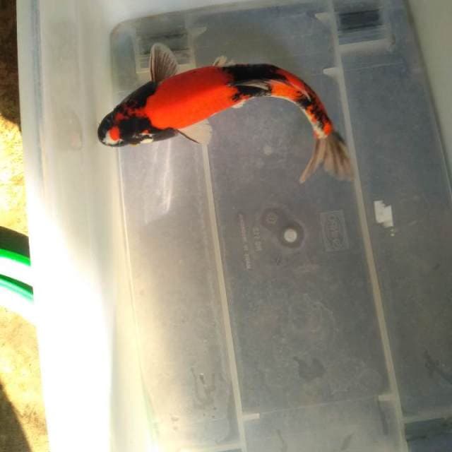 HI SHOWA KEREN 28 CM