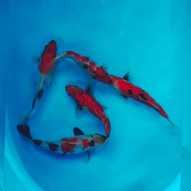 5 ekor siip siip 20cm
