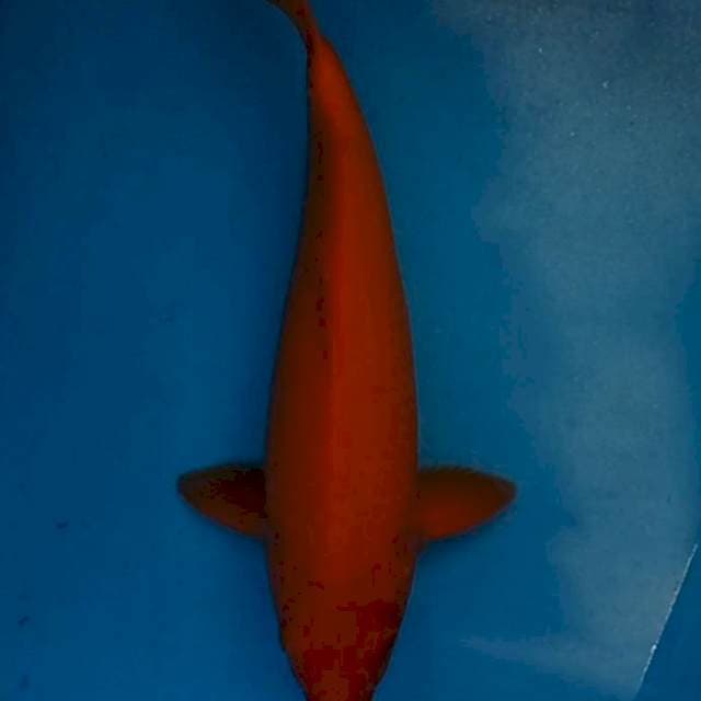 Benigoi 38cm Bersih