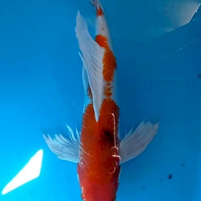 Kumpay Yamato Nishiki 44cm