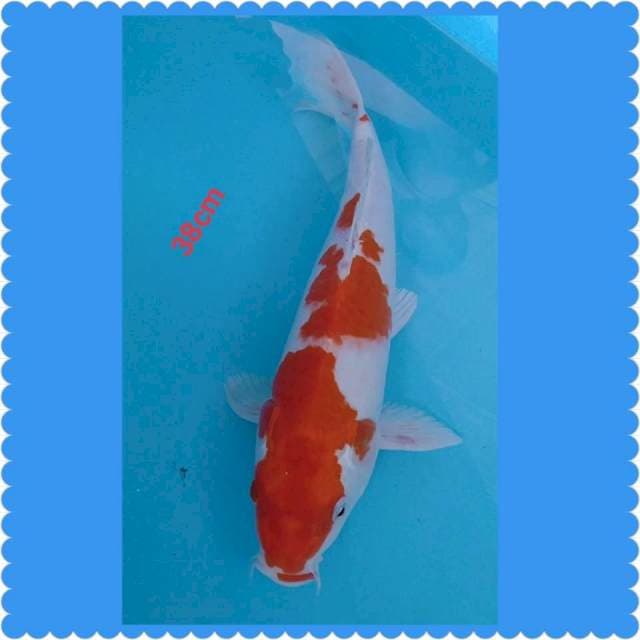 Kohaku 38cm