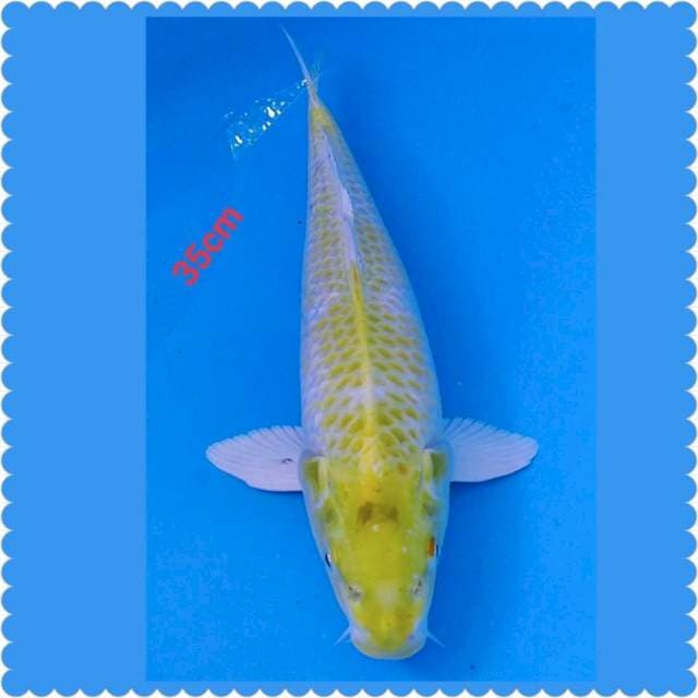 HARIWAKE 36CM