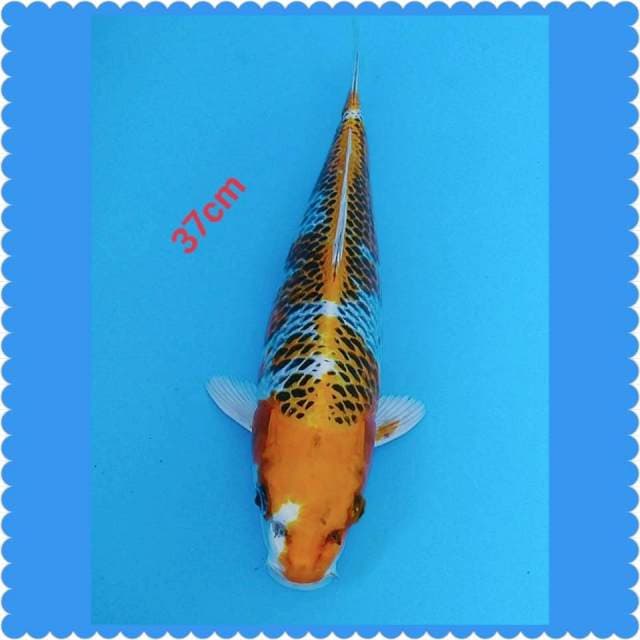 KOJAKU 37cm