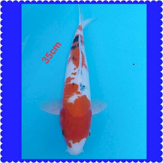 Sanke 35cm