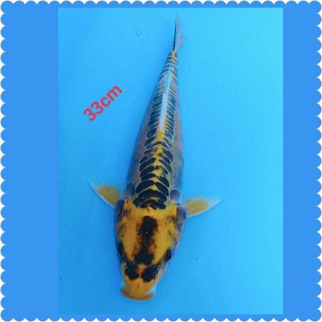 Kikokuryu 32cm