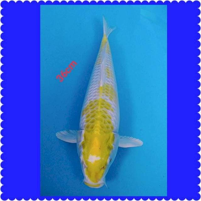 HARIWAKE 35cm