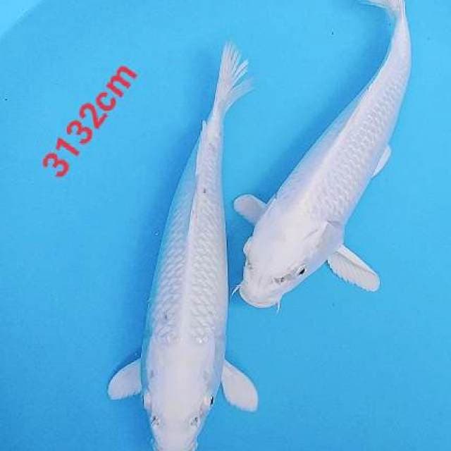 Platinum 3132cm 2ekor