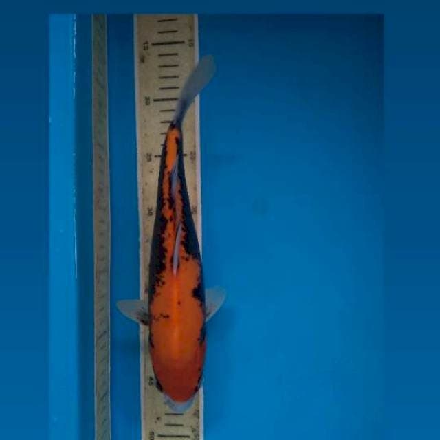 Benikumonryu 27Cm
