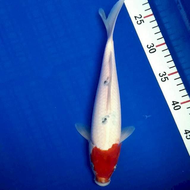 Maruten sanke 29cm