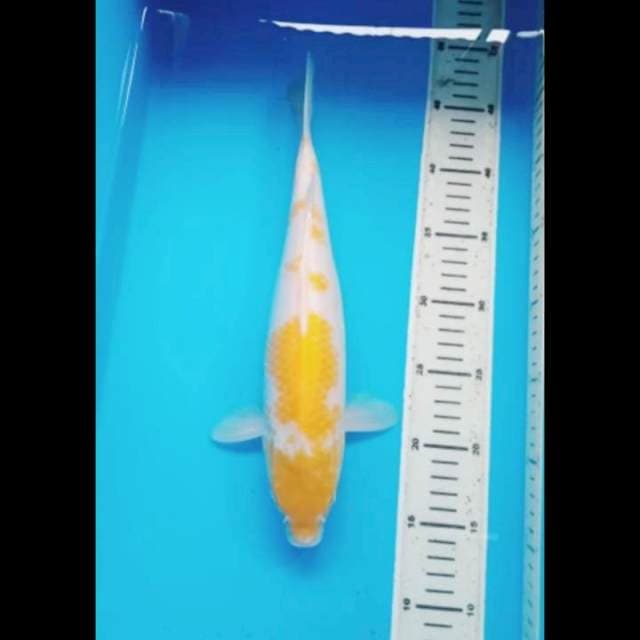HARIWAKE 33 Cm
