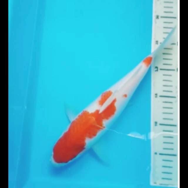 KOHAKU PUNUK 31 Cm
