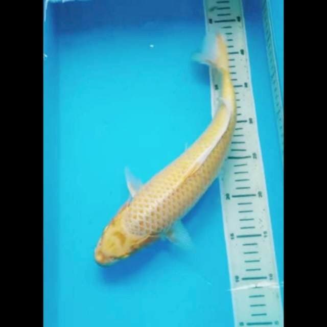 YAMABUKI BODY JUMBO 36 Cm