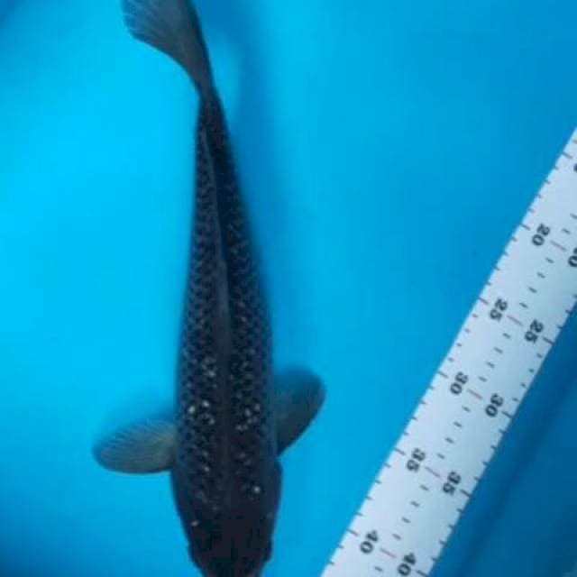 Saragoi Ginrin 33cm
