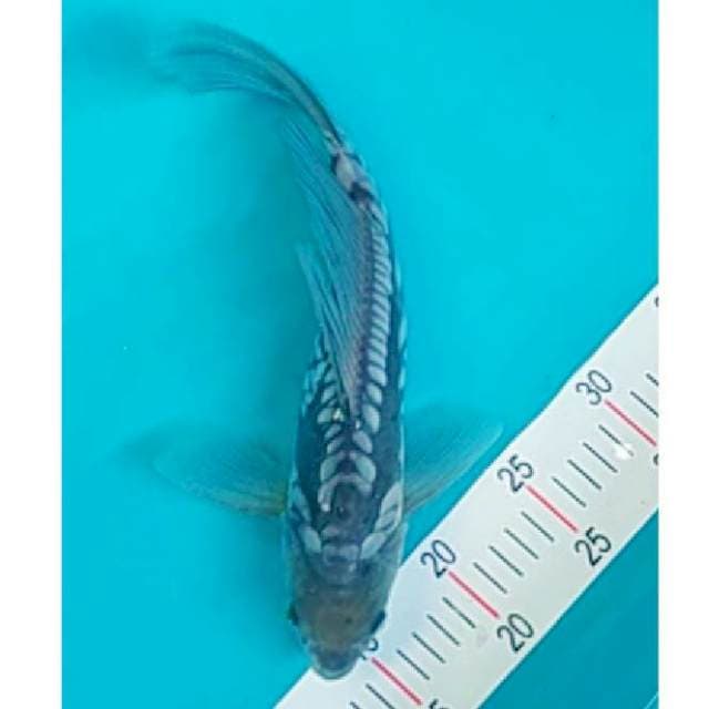 Kumpay Aragoke 33cm