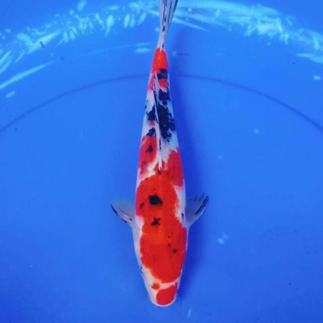 Sanke merah tajima 30bu