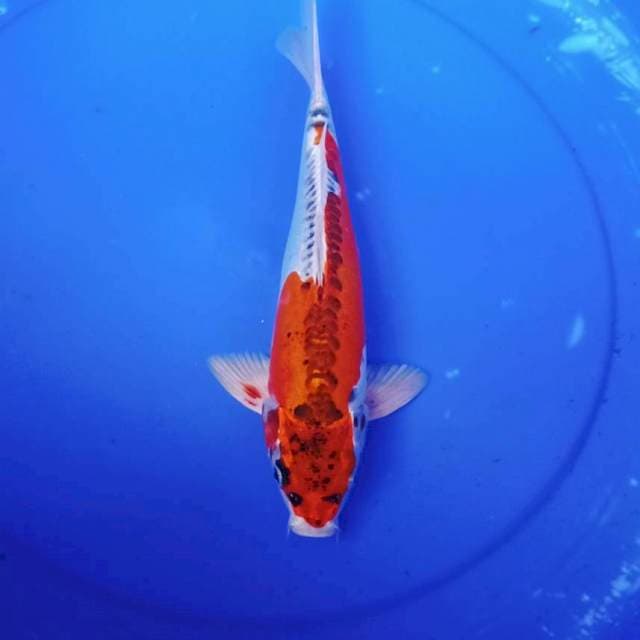 Ghosiki doitsu merah 30an cm