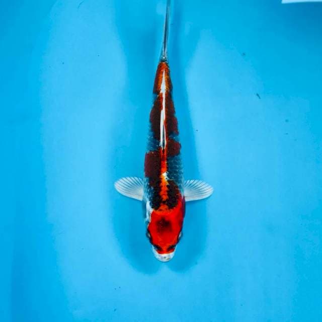 Kujaku, 22 cm