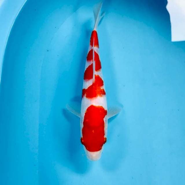 Kohaku, 23 cm