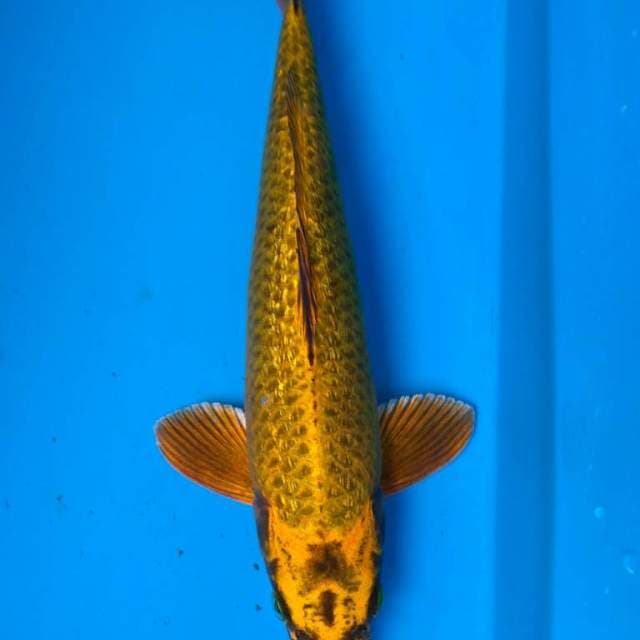 GOLD GINRIN MUKASHI