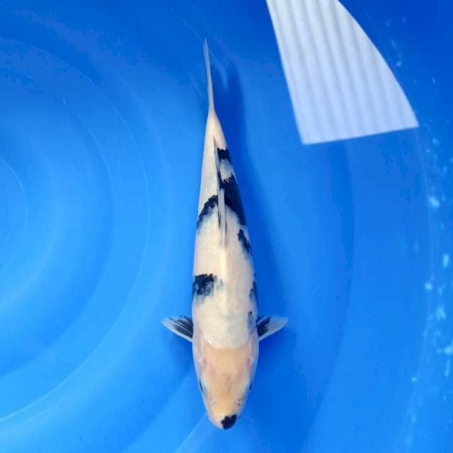 Shiro 30cm salju