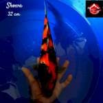 Showa 32 cm