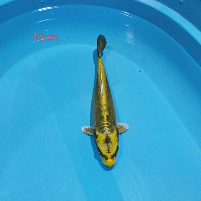 Kabuto doitsu32cm