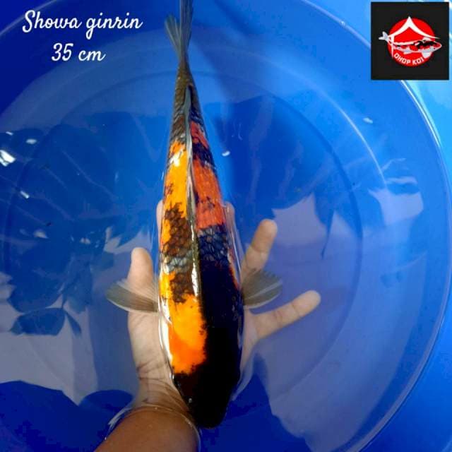 Showa ginrin 35 cm