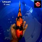 Utsuri 30 cm
