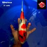 Showa 30 cm