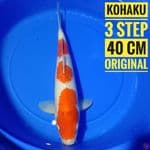 Kohaku 3 step, 40 cm