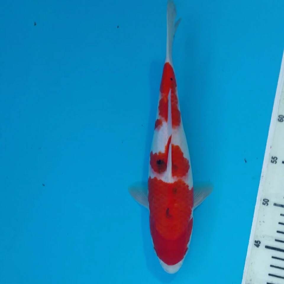 Sanke 32cm tategoi bulki