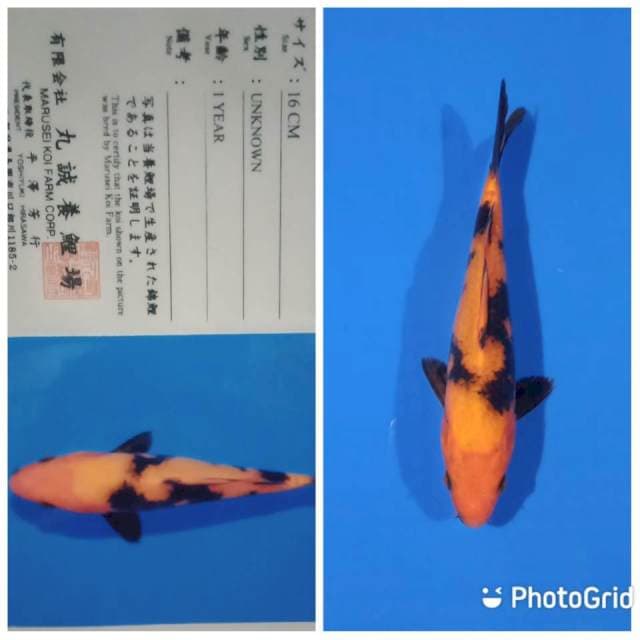 Hi utsuri tosai marusei