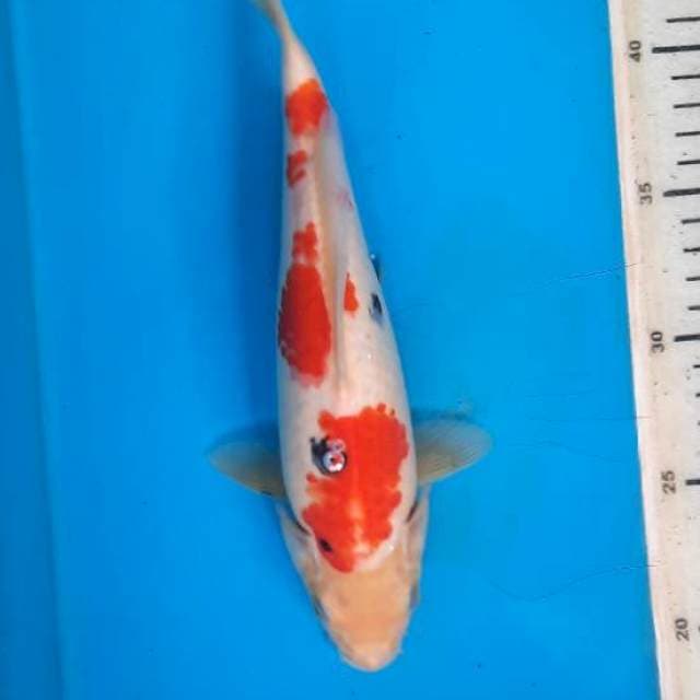 Kohaku sanke 26cm