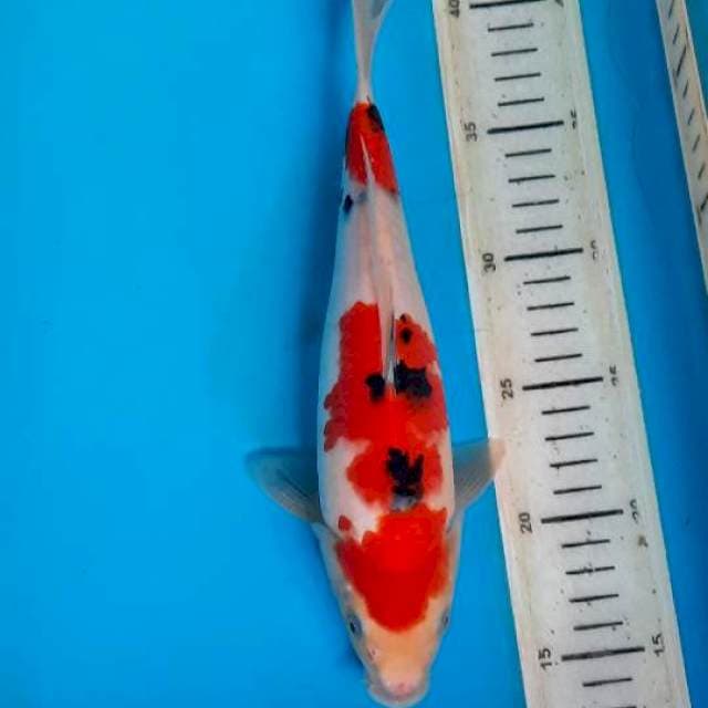 Kohaku sanke 26cm 