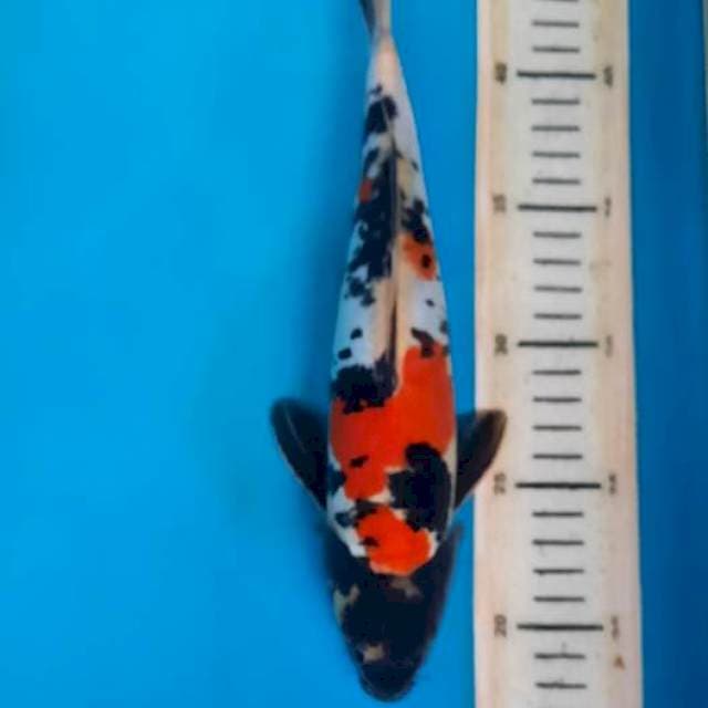 Showa doit 28cm