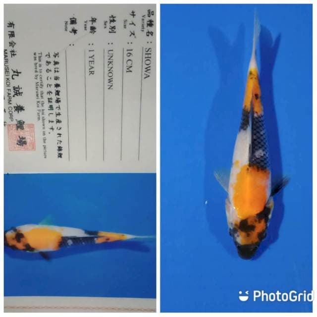 Showa tosai marusei