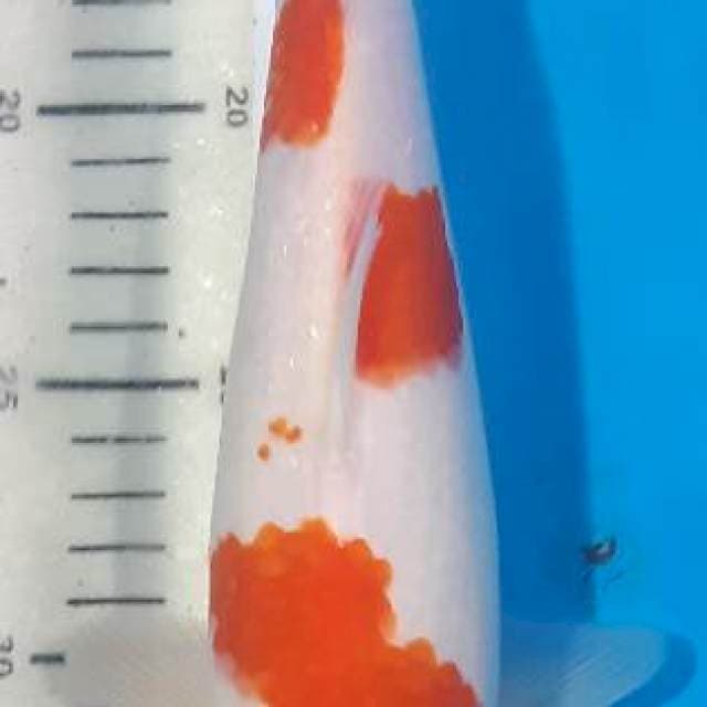 Original Kohaku bulky 3 step