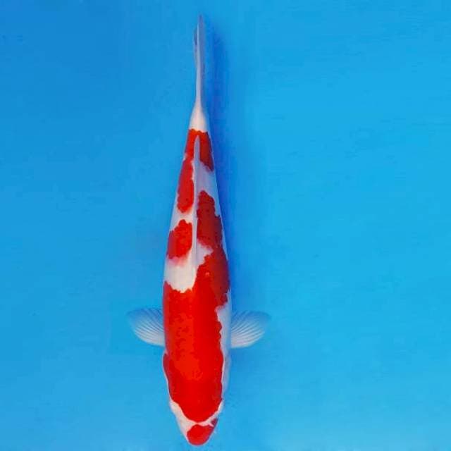 AKIRA 8 - KOHAKU ®
