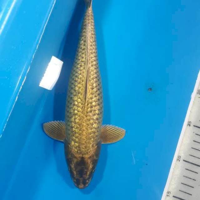 Mukashi supergold
