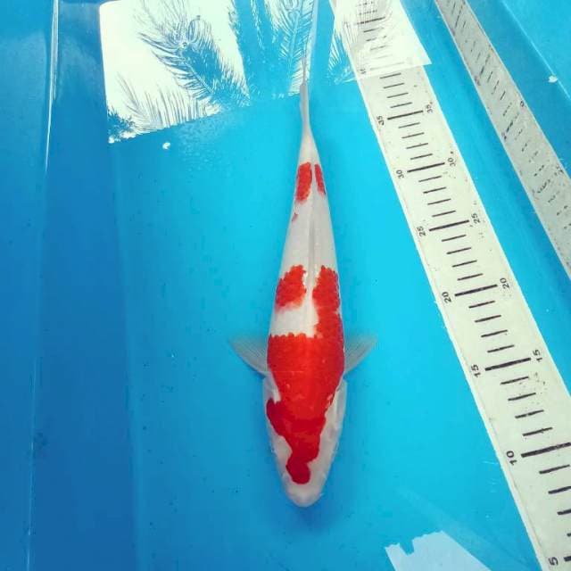 Kohaku halus 28 cm