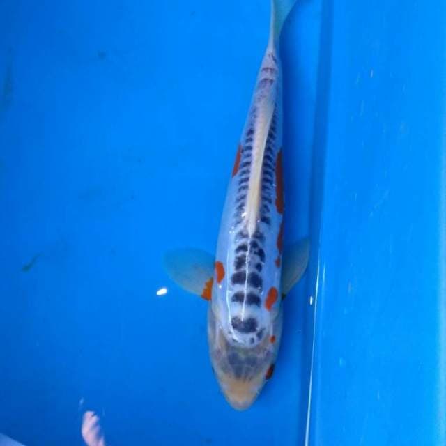 SHUSUI