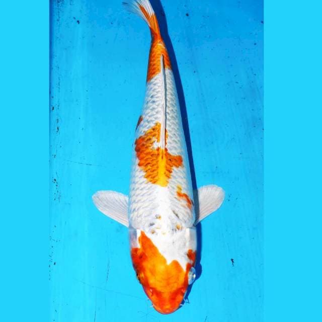 30cm HARIWAKE