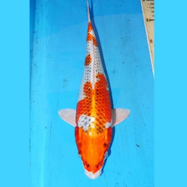 31cm KUJAKU BAGUS